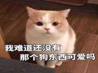 温州市鹿城区苗菱网络技术工作室