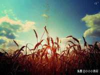 温州市鹿城区苗菱网络技术工作室