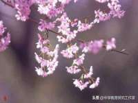 温州市鹿城区苗菱网络技术工作室