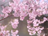 温州市鹿城区苗菱网络技术工作室
