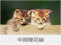 温州市鹿城区苗菱网络技术工作室