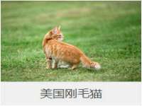 温州市鹿城区苗菱网络技术工作室