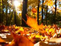 温州市鹿城区苗菱网络技术工作室