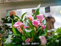 温州市鹿城区苗菱网络技术工作室