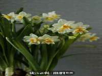 温州市鹿城区苗菱网络技术工作室
