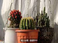 温州市鹿城区苗菱网络技术工作室