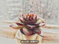 温州市鹿城区苗菱网络技术工作室
