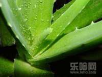 温州市鹿城区苗菱网络技术工作室