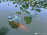 温州市鹿城区苗菱网络技术工作室