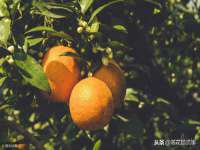 温州市鹿城区苗菱网络技术工作室