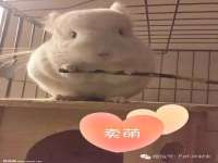 温州市鹿城区苗菱网络技术工作室