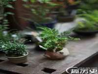 温州市鹿城区苗菱网络技术工作室